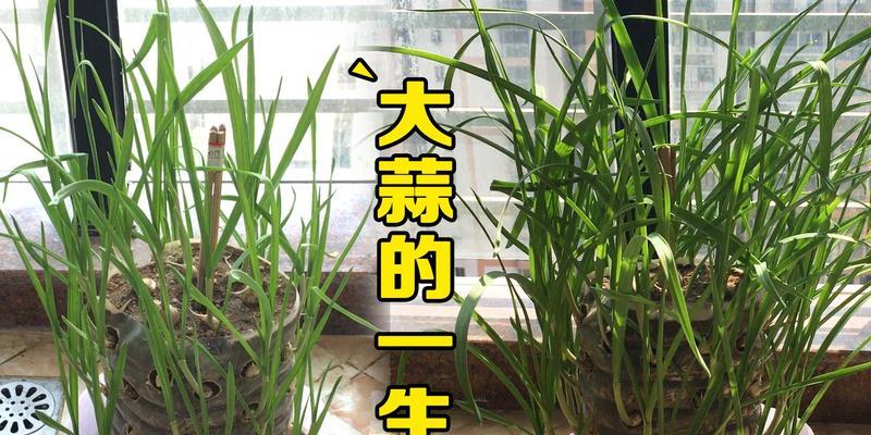 大蒜种植的深度（探究大蒜种植的最佳深度以及对生长的影响）