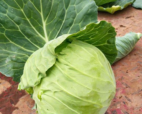大头菜与包菜的区别及特点剖析（大头菜与包菜的种类）