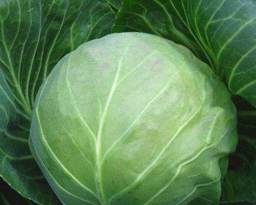 大头菜与包菜的区别及特点剖析（大头菜与包菜的种类）