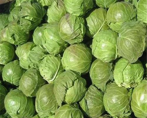 大头菜与包菜的区别及特点剖析（大头菜与包菜的种类）