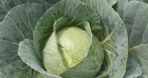 大头菜，中国传统蔬菜的代表（历史）