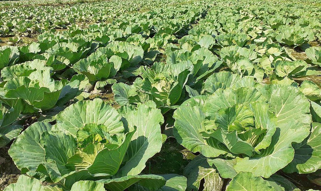 探秘大头菜生长过程及形态特征（介绍大头菜的植物特征与分类）