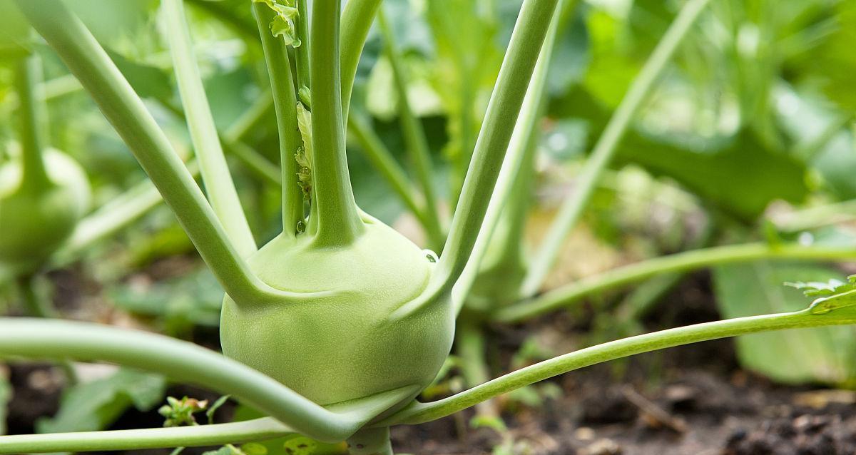 探秘大头菜生长过程及形态特征（介绍大头菜的植物特征与分类）