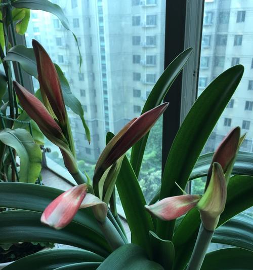 大头兰，室内养护的毒性与注意事项（养大头兰）