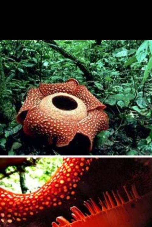 大王花的神秘之美（探寻大王花的形态与特点）