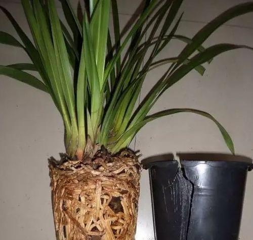 大型盆栽换土换盆指南（如何正确地更换大型盆栽的土壤和花盆）