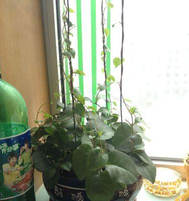 大学寝室花卉养护指南（选择合适的花卉品种）