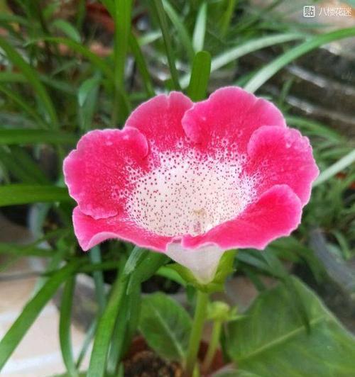 大岩桐花期详解（春日里的繁花盛宴）