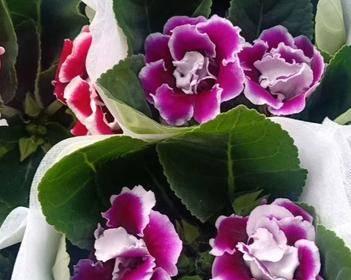 大岩桐和芙蓉花的区别（不要混淆它们）