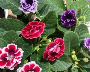 大岩桐和芙蓉花的区别（不要混淆它们）