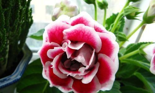 大岩桐的花期长短及特点（探究大岩桐的开花时间和花期长度）