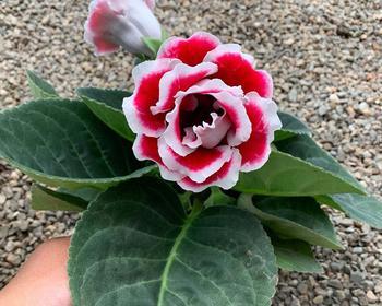 大岩桐开完花的处理方法（妙招让大岩桐更茂盛）
