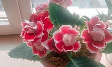 大岩桐的播种时间及注意事项（了解大岩桐的生长特点）