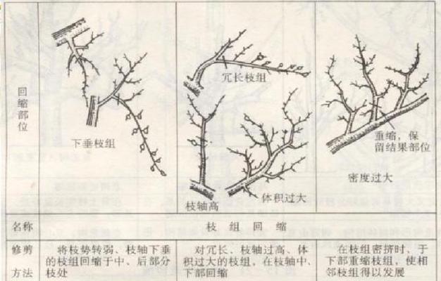 如何正确修剪大岩桐（大岩桐修剪方法详解）
