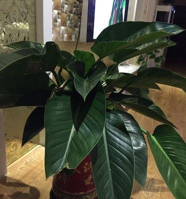 大叶观赏植物盛行的世界（探寻大叶观赏植物的美丽世界）