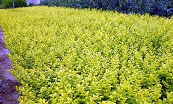 大叶黄杨——神秘的木本植物（一探究竟）
