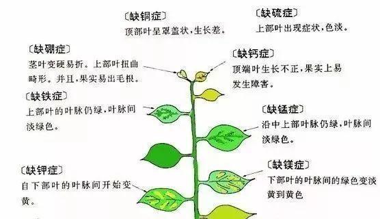 大叶黄杨炭疽病的预防与治疗（了解病因）