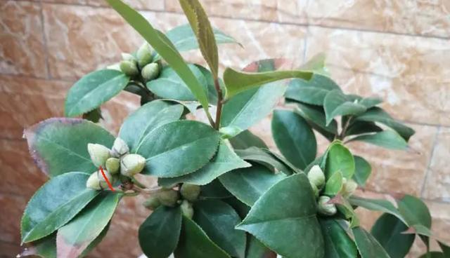 茶花开花后修剪方法是什么？修剪后需要注意什么？