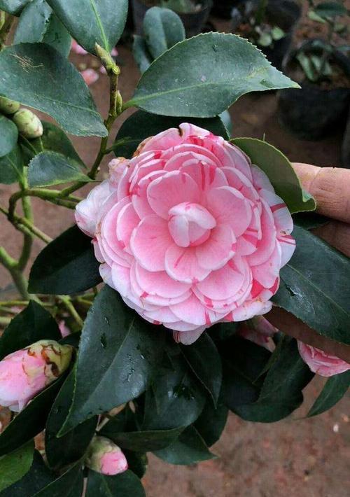 茶花开花时能浇水吗？最佳浇水时机是什么时候？