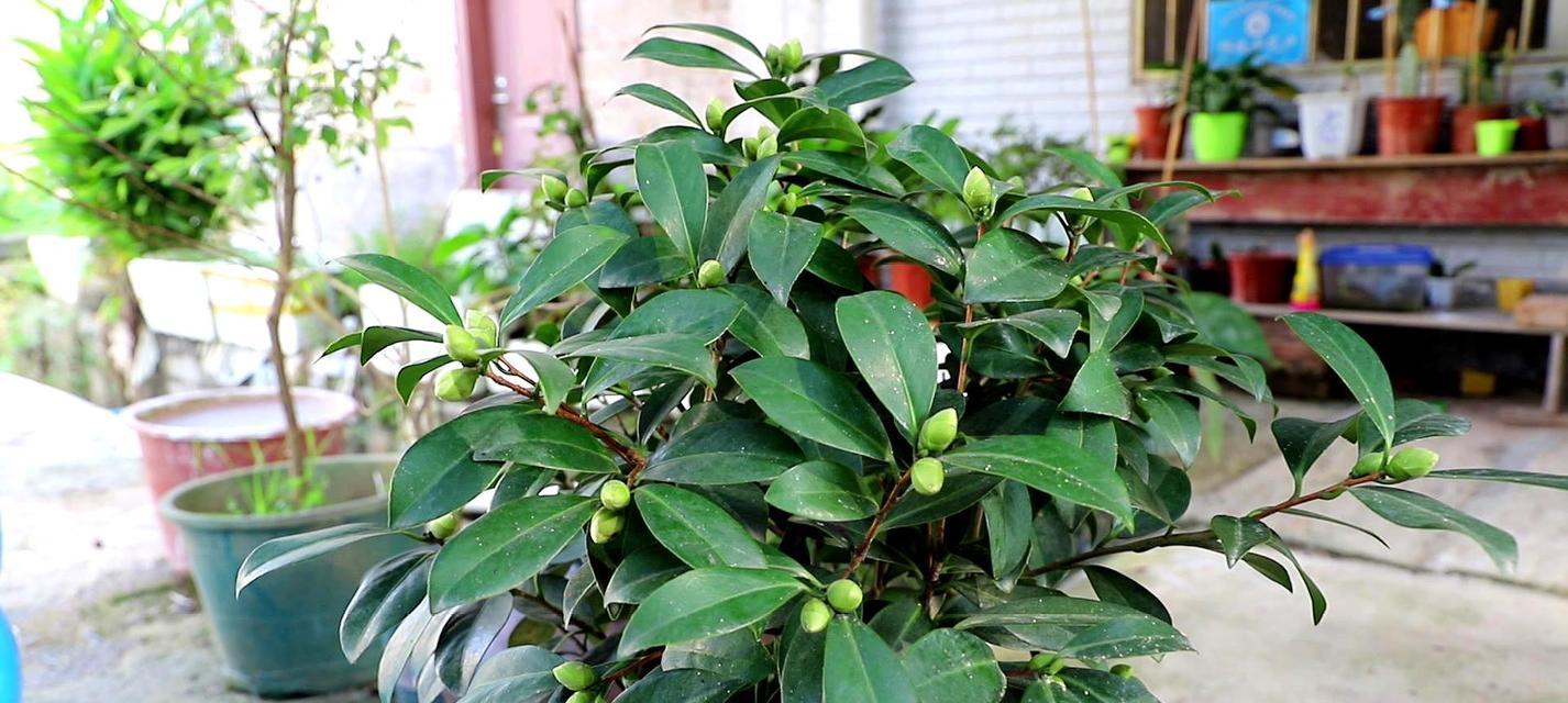 茶花开花时能浇水吗？最佳浇水时机是什么时候？