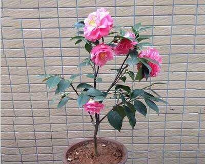 茶花开花时能浇水吗？最佳浇水时机是什么时候？