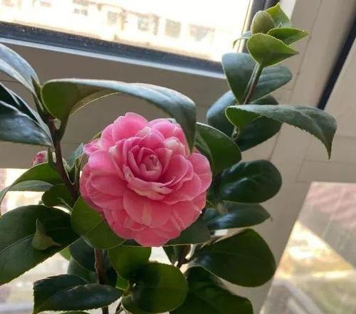 茶花开花温度多少度？如何正确控制以促进开花？