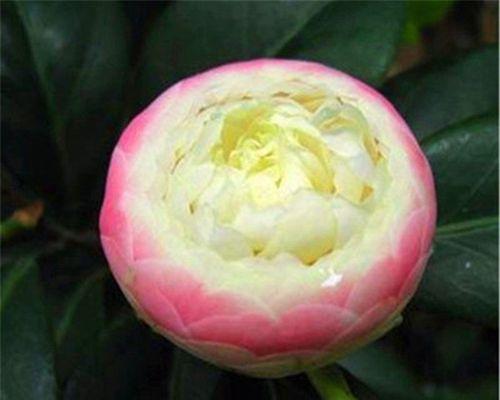 茶花开花温度多少度？如何正确控制以促进开花？