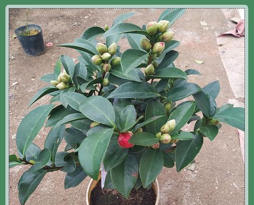 茶花可以地栽吗？地栽茶花的注意事项是什么？