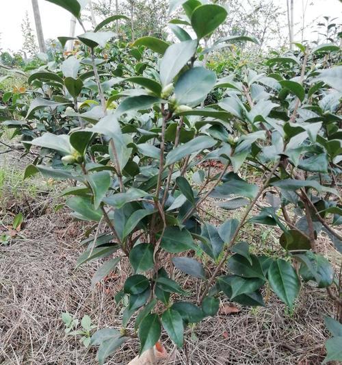 茶花可以地栽吗？地栽茶花的注意事项是什么？