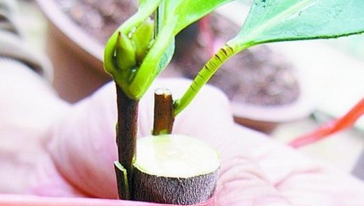 茶花可以嫁接吗？嫁接茶花的正确方法和注意事项是什么？
