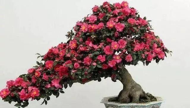 茶花可以嫁接吗？嫁接茶花的正确方法和注意事项是什么？