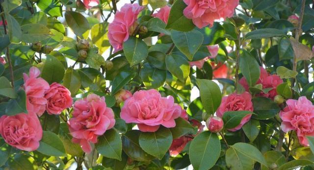 茶花能否露天养殖？室外养护需要注意什么？
