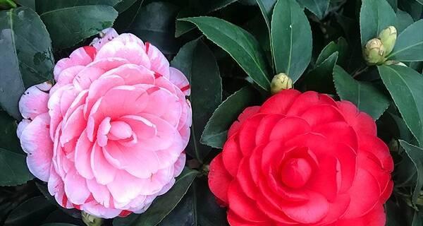 茶花泡水喝的功效与注意事项是什么？