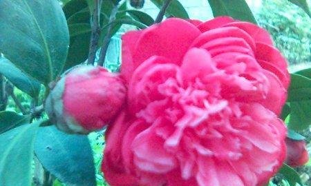 茶花泡水喝的功效与注意事项是什么？
