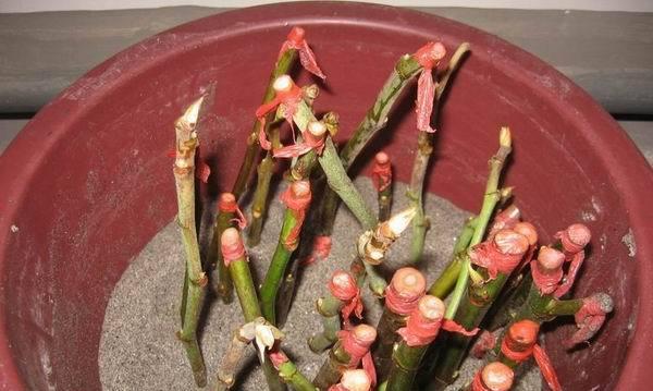 茶花扦插的成功率高吗？如何提高扦插成活率？