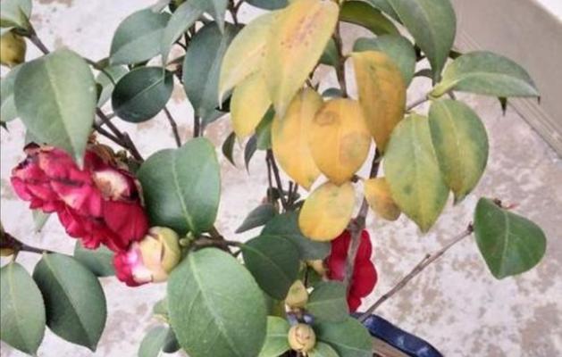 茶花晒太阳的正确方法是什么？夏天如何避免过度暴晒？