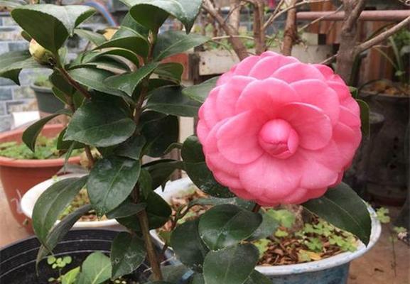 茶花晒太阳的正确方法是什么？夏天如何避免过度暴晒？