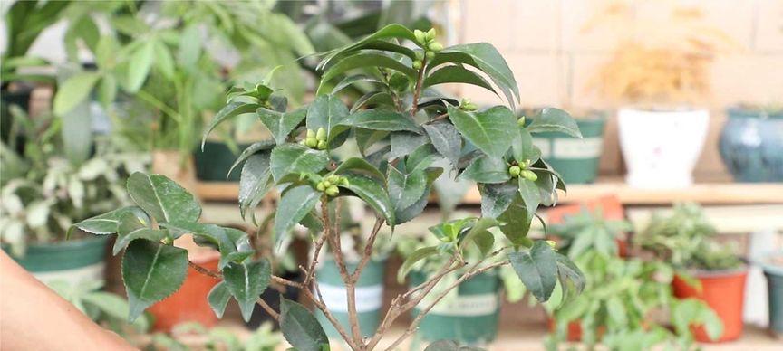 茶花可以水养吗？水培茶花的正确方法和注意事项是什么？