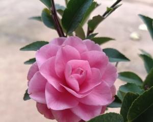 茶花可以水养吗？水培茶花的正确方法和注意事项是什么？