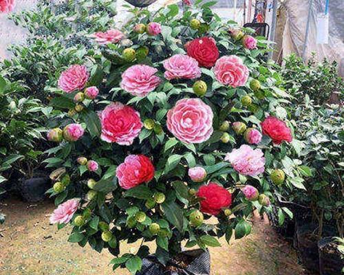 茶花可以水养吗？水培茶花的正确方法和注意事项是什么？