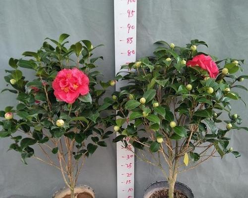 茶花用水养可行吗？如何正确进行水培？