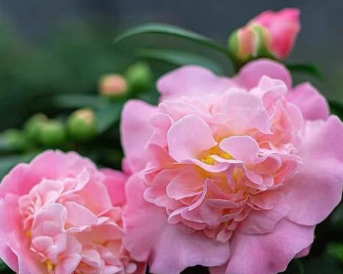 茶花用水养可行吗？如何正确进行水培？