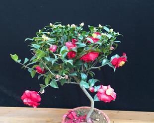 茶花用水养可行吗？如何正确进行水培？