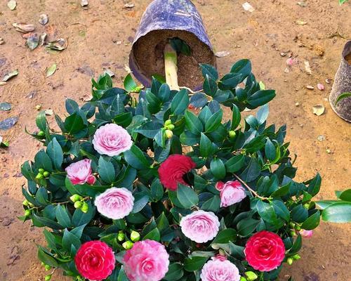 茶花可以种在院子里吗？院子里种植茶花的注意事项是什么？