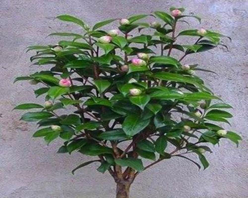 茶花可以种在院子里吗？院子里种植茶花的注意事项是什么？