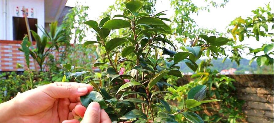 茶花枯枝怎么办？如何有效预防和处理？