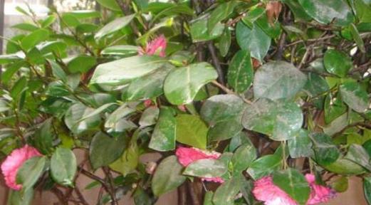 茶花枯枝怎么办？如何有效预防和处理？