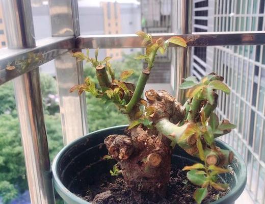 茶花烂根怎么办？如何有效预防和处理？