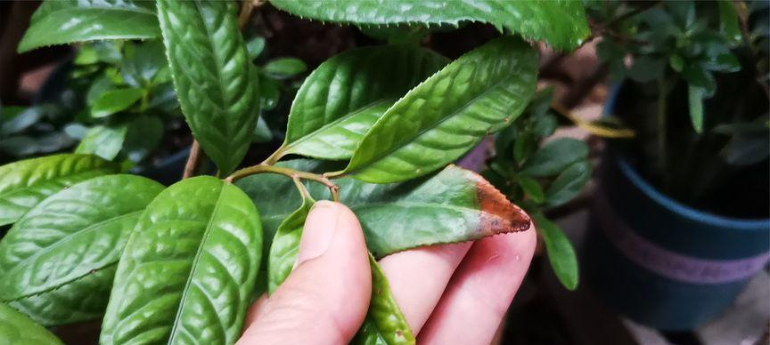 茶花烂根怎么办？如何有效预防和处理？