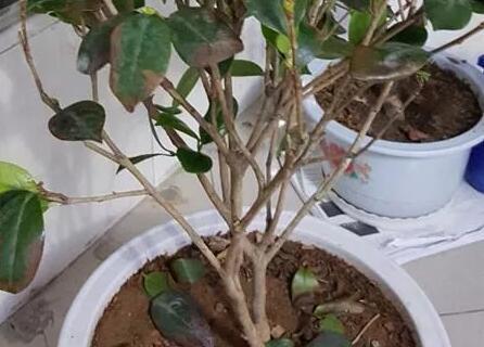茶花烂根怎么办？如何有效预防和处理？